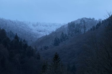 Almanya 'da bir kış günü Wolfstein yakınlarında ağaçlarla dolu bir tepenin tepesinde kar yağar..