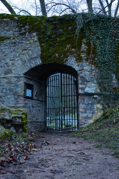 Wolfstein Germany January 2021 Plants Growing Wall Gate Old Wolfstein — Stock Photo, Image