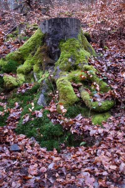 Πράσινα Βρύα Φυτρώνουν Ένα Κούτσουρο Δέντρου Ένα Λόφο Νεκρά Φύλλα — Φωτογραφία Αρχείου