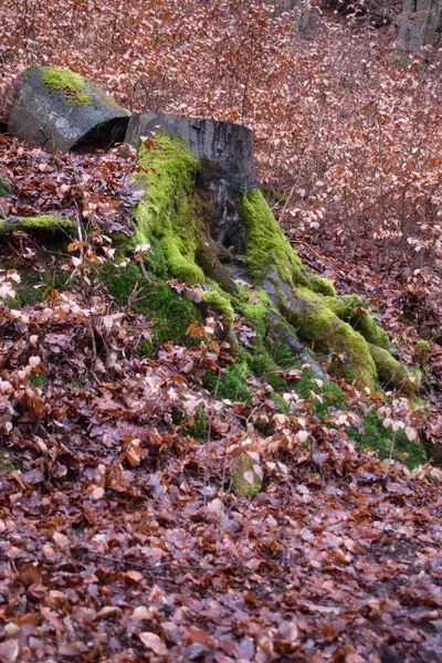 德国的一个冬天 在奥尔夫 沃尔夫斯坦城堡遗址附近的一座山上 用绿色苔藓围绕着枯萎的褐色叶子 在树桩上伐木 — 图库照片