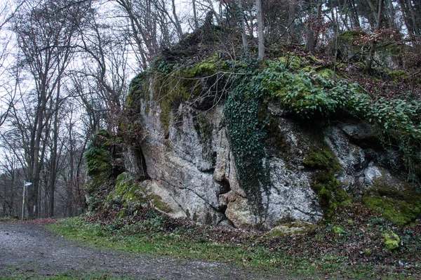 ドイツの古城や新ヴォルフシュタイン城の近くの遊歩道の隣にある大きな岩の上に成長している木や植物 — ストック写真