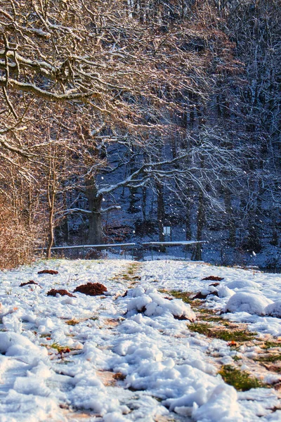 Δέντρο Πάνω Από Ένα Χιονισμένο Μονοπάτι Που Οδηγεί Δέντρα Ένα — Φωτογραφία Αρχείου
