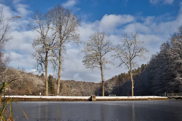 Δέντρα Μια Όχθη Μεταξύ Δύο Λιμνών Στο Scwarzweiher Κοντά Στο — Φωτογραφία Αρχείου