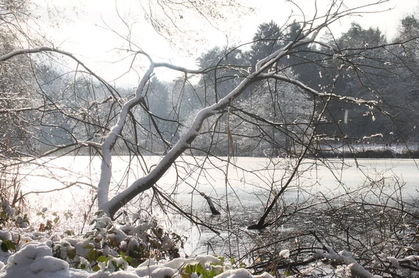 Χιόνι Κλαδιά Δέντρων Που Φυτρώνουν Μια Λίμνη Μια Χειμωνιάτικη Μέρα — Φωτογραφία Αρχείου