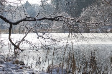 Almanya 'nın Winnweiler yakınlarındaki bir kış günü Schwarzweiher' da küçük bir gölette ağaç dalları üzerinde kar yağar..