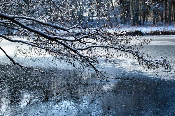 Drzewo Gałęzi Śniegiem Nad Małym Stawem Zamienia Się Lód Zimowy — Zdjęcie stockowe