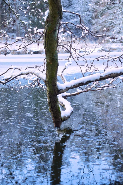 德国一个寒冷的雪天 在一个结冰的池塘上生长着覆盖着积雪的树枝的后面 — 图库照片