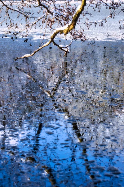 Ramo Árvore Coberto Neve Reflexão Lago Gelado Abaixo Frio Dia — Fotografia de Stock