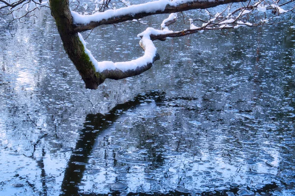 Дерево Покрытое Снегом Растущее Над Прудом Отражение Ледяной Воде Холодный — стоковое фото