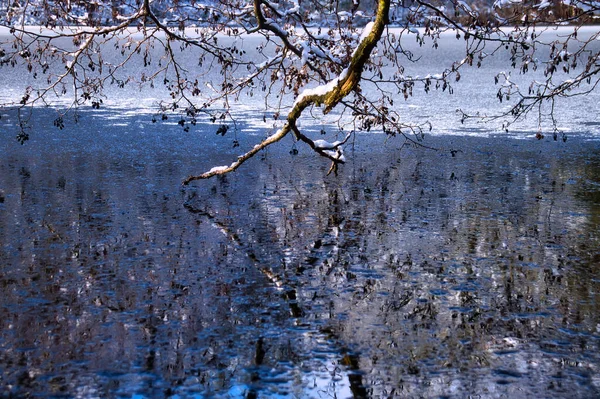 Ast Und Spiegelung Eisigen Wasser Eines Teiches Deutschland Bei Winnweiler — Stockfoto