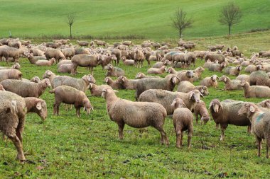 Kırsal Almanya 'da bir kış günü yeşil çimlerin üzerinde duran beyaz koyunlar..