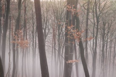 Sis dolu bir kış gününde Almanya 'nın Palatinate Ormanı' nda, sünger ağaçlarının önündeki ağaçlarda portakal yaprakları..
