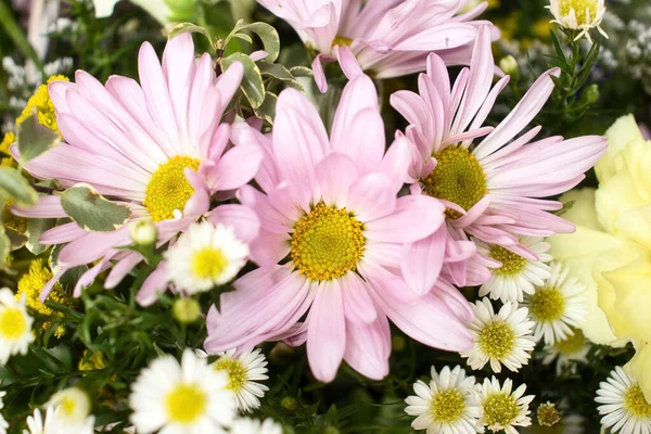 Light pink flowers with a yellow center in a bouquet with yellow and white flowers.