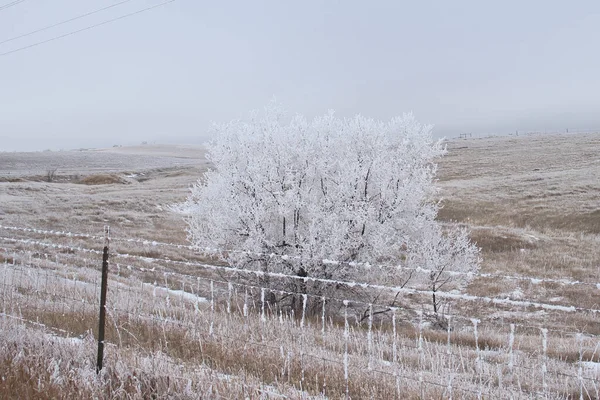 Frozen fence in front of frozen tree covered in ice and snow in a meadow on a cold winter day in Gillette, Wyoming.