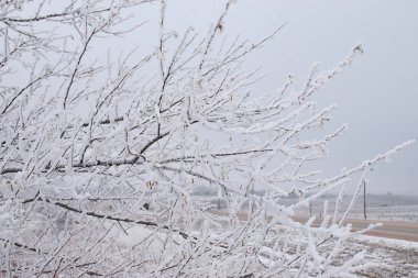 Tree branches covered in ice on a cold winter day in Gillette, Wyoming.