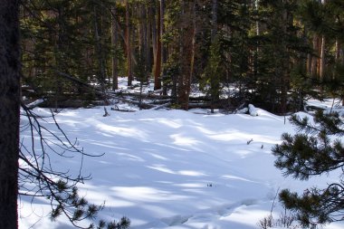Trees surrounding open area with shadows on the snow in the Bighorn National Forest on a winter day in Wyoming.