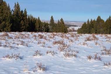 Plants in the snow in a field surrounded by trees in the Bighorn Mountains of Wyoming on a sunny winter day,