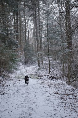 Black labrador retriever dog running down a path covered in snow, surrounded by green trees on a foggy winter day in the Palatinate forest of Germany.