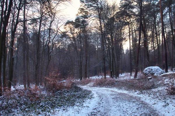 ドイツのプファルツの森で冬の午後の道路上の雪の光のほこり — ストック写真