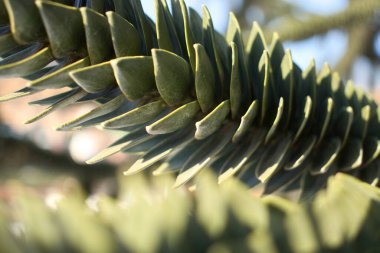 Almanya 'da bir kış günü Karlsruhe Sarayı' nın bahçesinde yetişen ağacın yeşil tarafı..