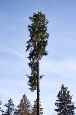 Almanya 'nın Palatinate Ormanı' nda bir kış günü mavi gökyüzüne karşı yeşil iğneli uzun bir çam ağacının tepesinde..