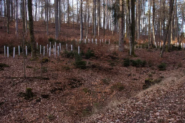 카이저 슬라우 근처의 겨울철에 나무들이 기둥들 — 스톡 사진