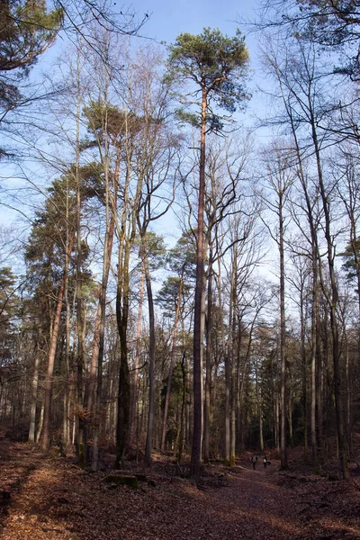 Lange Bomen Met Groen Bovenop Tegen Een Blauwe Lucht Een — Stockfoto