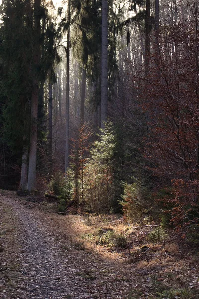 Licht Schijnt Door Toppen Van Hoge Bomen Een Kleine Groene — Stockfoto