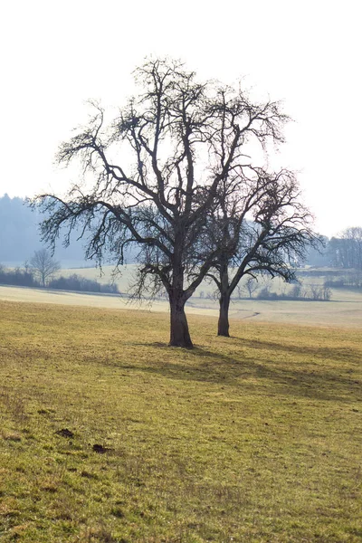 ドイツのカイザースラウテルン近くの晴れた冬の日に牧草地に影を落とす裸の枝を持つ2本の木 — ストック写真