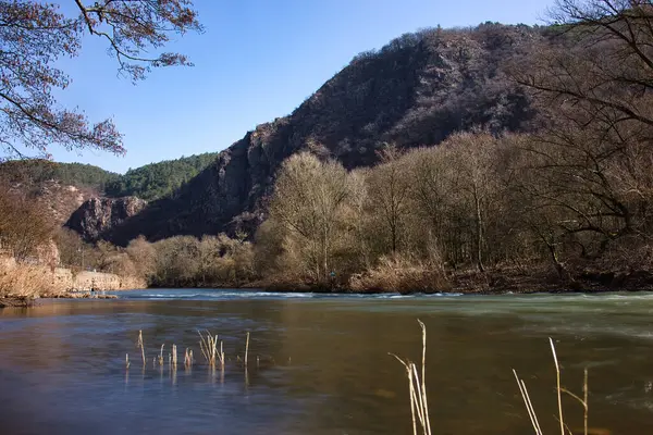 stock image Weeds growing in the Nahe River with Rotenfels in the background on a sunny winter day in Bad Kreuznach, Germany.