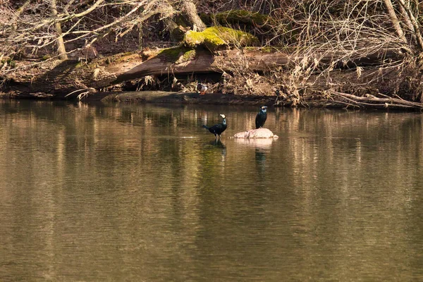 Two Black Birds One Rock One Standing Water Duck Log — Stock Photo, Image