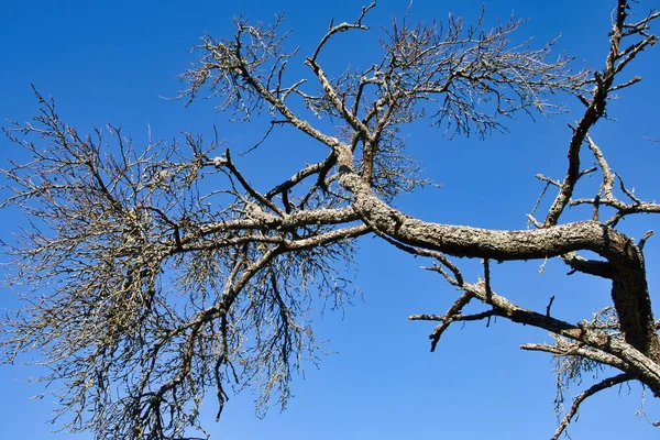 stock image Tall tree against blue sky on a sunny winter day in the Palatinate Forest of Germamy.