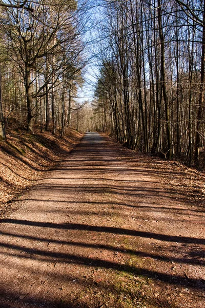 晴れた冬の午後にドイツのPalatinate森林の道の上に影を落とす背の高い木 — ストック写真