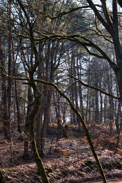 Тощие Деревья Пфальцском Лесу Германии Солнечный Зимний День — стоковое фото