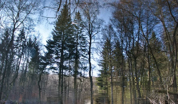 Refleksja Drzew Jeziorze Zimowe Popołudnie Lesie Palatyńskim Niemczech — Zdjęcie stockowe