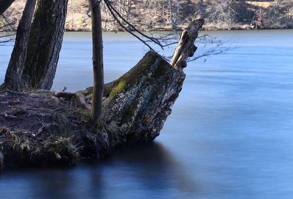 Пень Дерева Над Голубой Водой Купальном Озере Зехоф Солнечный Зимний — стоковое фото