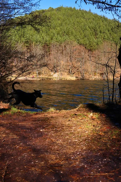 Black Labrador Retriever Läuft Einem Sonnigen Wintertag Erlenbach Badesee Seehof — Stockfoto