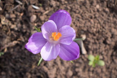 Mor bir kır çiçeğinin Almanya 'da bir kış günü açtığını görmek..