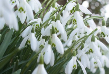 Almanya 'da bir kış günü çiçek açan kar damlalarının kapatılması.