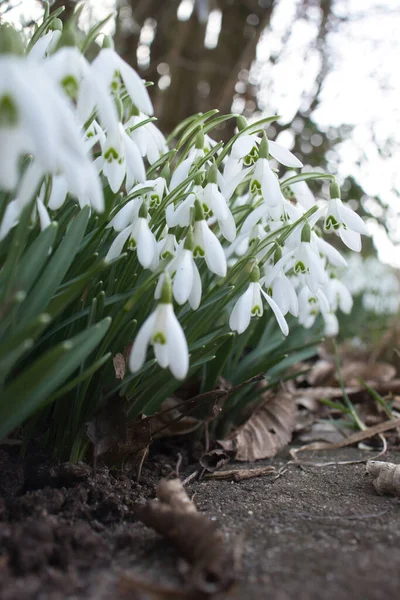 Snowdrops flowers growing next to a sidewalk in Potzbach, Germany on a winter day.