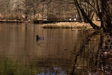 Helmbachweiher 'da ördek yüzüyor, Palatinate Ormanı' nda bir göl, güneşli bir kış gününde ağaçlarla çevrili..