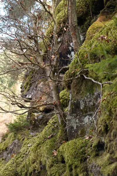 Baum Wächst Einem Sonnigen Wintertag Aus Einem Moosbedeckten Felsen Auf — Stockfoto