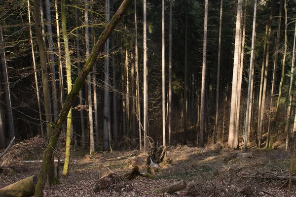 Свет Сияющий Деревьях Тропинке Пфальцском Лесу Солнечный Зимний День Германии — стоковое фото