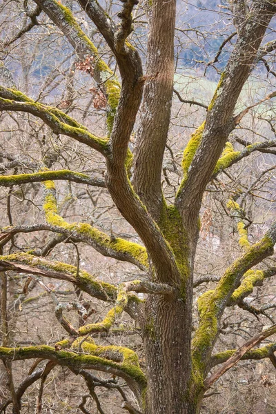Árvore Com Musgo Crescendo Nos Ramos Dia Inverno Alemanha — Fotografia de Stock