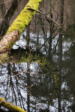 Almanya 'nın Palatinate Ormanı' nda bir kış gününde suyun üzerinde yosun büyüyen bir ağaç..