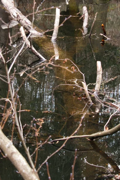 德国的一个冬日 帕拉廷森林的一个小池塘里 树上的水 — 图库照片