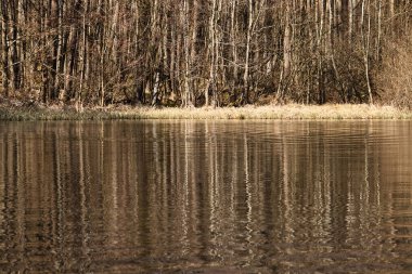 Güneşli bir bahar gününde Almanya 'nın Palatinate Ormanı' ndaki bir göldeki ağaçların dalgalanmaları ve yansımaları..