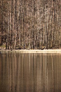 Almanya 'nın Kaiserslautern yakınlarındaki Palatinate Ormanı' nda güneşli bir bahar gününde gölün yanındaki ağaçların yansıması olan uzun ağaçlar..