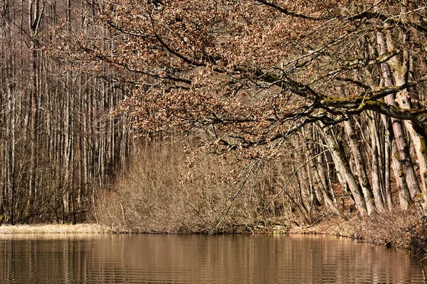 Árboles Altos Junto Lago Con Ondulaciones Agua Soleado Día Primavera — Foto de Stock