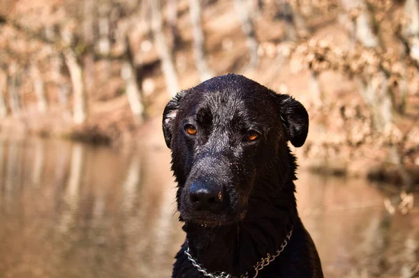 Güneşli bir bahar gününde, Almanya 'nın Kaiserslautern yakınlarındaki Palatinate Ormanı' ndaki bir gölde siyah labrador av köpeğinin yüzünde parlayan ışık..